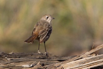 Southern Scrub Robin (Drymodes brunneopygia), Victoria, Australia