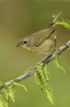 Common Yellowthroat (Geothlypis trichas), Texas, USA