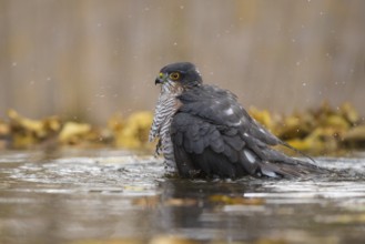 Eurasian Sparrowhawk (Accipiter nisus) male bathing at a waterhole, Subotica, Serbia