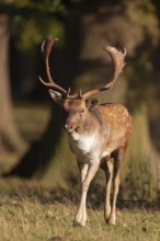 Fallow deer (Dama dama) adult male buck on the edge of a woodland, England, United Kingdom