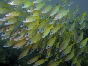 Blue-striped snapper (Lutjanus kasmira)