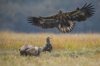 White-tailed Eagle (Haliaeetus albicilla) flying, Kutno, Poland