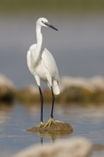 Little Egret (Egretta garzetta), Croatia