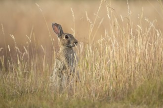 Rabbit (Oryctolagus cuniculus) adult animal in long grass in summer, England, United Kingdom