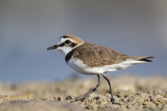 Kentish Plover (Charadrius alexandrinus) male, Lesvos, Greece