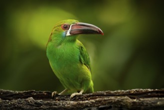 Crimson-rumped Toucanet, Aulacorhynchus haematopygus, green and red small toucan bird in the nature