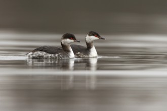 Horned Grebe (Podiceps auritus), South Holland, Netherlands
