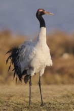 Black-necked Crane (Grus nigricollis), Dashanbo, China