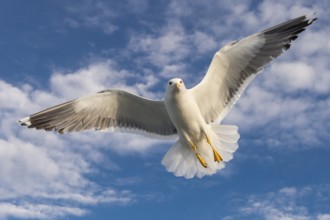 European Herring Gull (Larus argentatus) flying, Texel, Netherlands