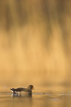 Common Moorhen (Gallinula chloropus), Rhineland-Palatinate, Germany