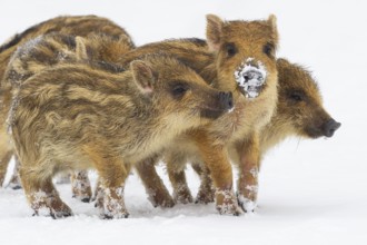 Wild boar (Sus scrofa) in the snow, fresh boar, Melle, Lower Saxony, Germany
