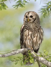 Barred Owl (Strix varia), Florida, USA