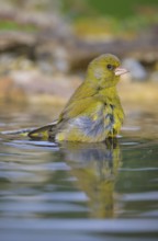 Greenfinch (Chloris chloris), male bathing, biosphere reserve, Swabian Alb, Baden-Württemberg,