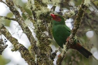 Grass-green Tanager (Chlorornis riefferii) perched on a branch in the Andes Mountains of Colombia