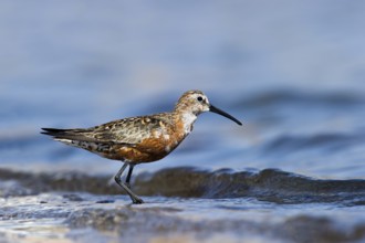 Curlew Sandpiper (Calidris ferruginea), Eilat, Israel