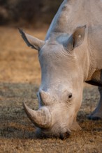 Southern white rhinoceros (Ceratotherium simum simum), rhino grazing in the evening light, animal