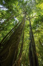 Dense vegetation in the tropical rainforest, roots of a strangler fig on a tree, view upwards,