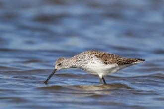 Marsh Sandpiper (Tringa stagnatilis) foraging, Lesvos, Greece