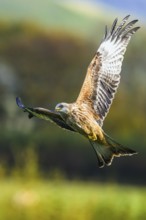 Red Kite, Milvus milvus, bird in flight
