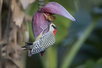 West Indian Woodpecker (Melanerpes superciliaris) female, Cuba