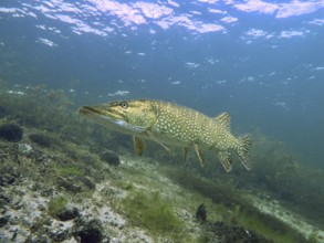 A large pike (Esox lucius) swims in clear water through an environment with aquatic plants. Dive