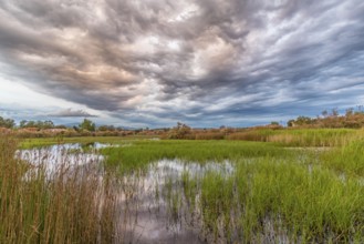 Landscape Greece, reeds, Kalloni Pool, Lesbos Island, Greece, cloudy mood Lesbos