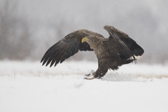 White-tailed Eagle (Haliaeetus albicilla) landing on snow, Subotica, Hungary