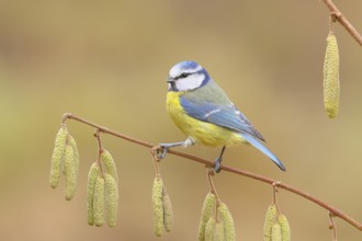 Blue tit (Cyanistes caeruleus) sitting on the branch of a hazelnut (Corylus avellana), Wildlife,