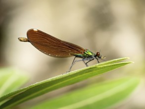 Dragonfly, Dragonfly, Dragonfly, Greece, Lesbos Island, (Crocothemis erythraea), Lesbos, Lesbos