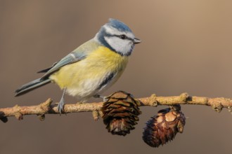 Eurasian Blue Tit (Cyanistes caeruleus) perched on a branch, Lower Saxony, Germany
