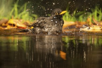 A vibrant image capturing a male blackbird (Turdus merula) mid-bath in a clear pond, with water