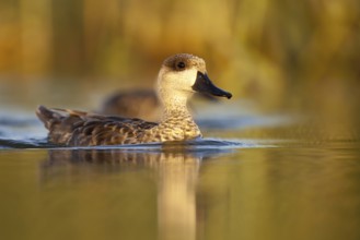 Marbled Duck (Marmaronetta angustirostris), Castile-La Mancha, Spain