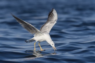 Slender-billed Gull (Chroicocephalus genei) flying, Eilat, Israel