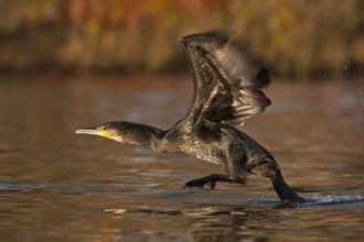 Great Cormorant (Phalacrocorax carbo) taking flight, Piedmont, Italy