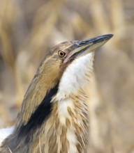 American Bittern, Botaurus lentiginosus, displaying at a pond in Saskatoon, Saskatchewan