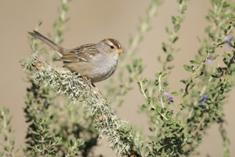 White-crowned Sparrow (Zonotrichia leucophrys) perched on branch, California, USA