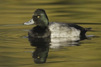 Lesser Scaup (Aythya affinis) male, Arizona, USA
