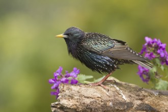 Common Starling (Sturnus vulgaris), Bavaria, Germany