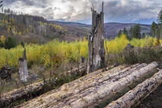 Forest death in the Harz Mountains, forest, wind throw, storm, Ilsenburg, Saxony-Anhalt, Germany