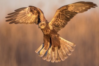 Western Marsh Harrier (Circus aeruginosus) female flying, Castile-La Mancha, Spain