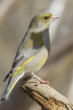 Greenfinch Carduelis chloris Greenfinch