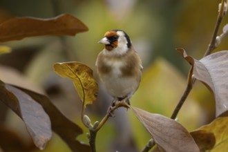 European goldfinch (Carduelis carduelis) adult bird in a garden magnolia tree with autumn colour