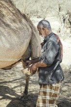 Ali milking a camel (camelus dromedarius), camel farm of Sheikh Ahmed Ali Al-Mahri, Sarfeit,