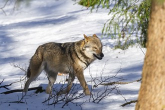 European gray wolf (Canis lupus lupus) walking in a forest in winter, snow, Bavaria, Germany