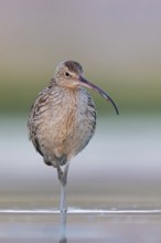 Eurasian curlew, curlew, (Numenius arquata), snipe family, biotope, habitat, food cue Salalah,