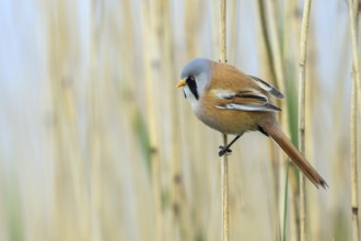 Bearded Reedling (Panurus biarmicus) male perched on reed, Mecklenburg-Western, Pomerania, Germany