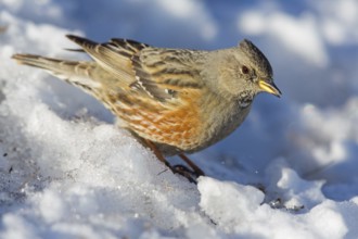 Alpenbraunelle, Alpine Accentor, Prunella collaris, Accenteur alpin, Acentor Alpino