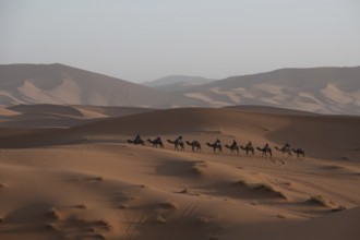 A caravan of camels journeys across expansive Merzouga desert dunes under the warm glow of the