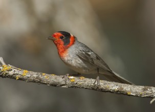 Red-faced Warbler (Cardellina rubrifrons), New Mexico, USA