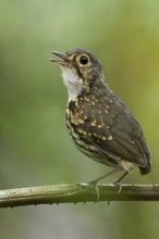 Streak-chested Antpitta (Hylopezus perspicillatus) perched on a branch in Panama